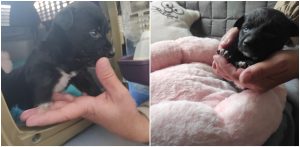 Lucky (fot. Radio Gdańsk/Mateusz Czerwiński)