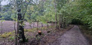 Miejsce, w którym odbędzie się wspólne sadzenie (fot. UM Gdańsk)