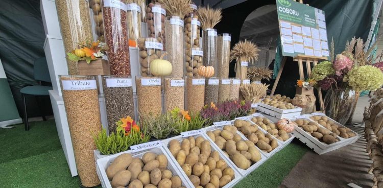 Pokopki w Karżniczce koło Słupska (fot. Radio Gdańsk/Przemysław Woś)