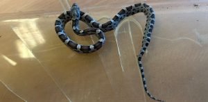 (fot. Facebook/Straż Miejska w Gdańsku)