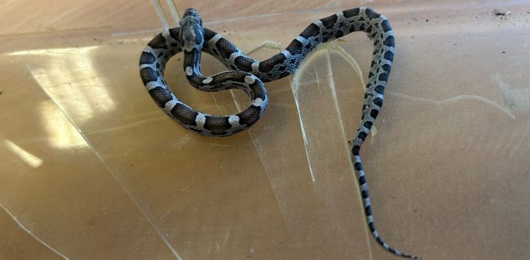 (fot. Facebook/Straż Miejska w Gdańsku)