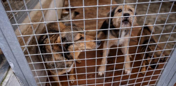 (fot. Miasto Starogard Gdański)