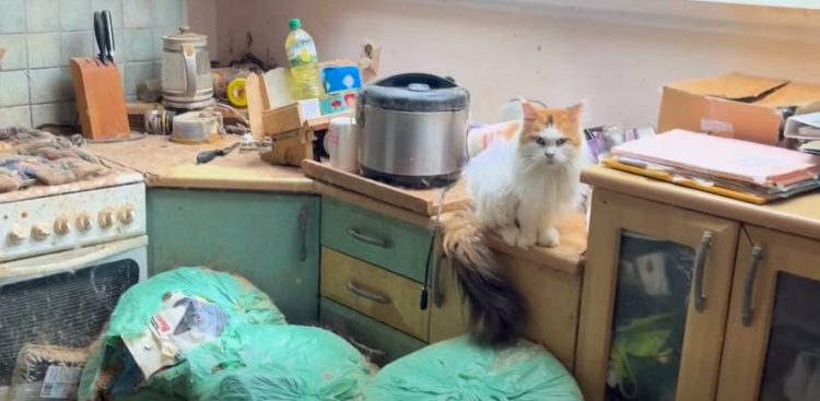 Jeden z kotów uratowanych ze źle prowadzonej hodowli w Tczewie (fot. OTOZ Animals Schronisko w Tczewie)