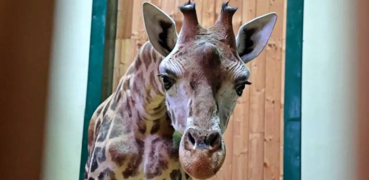 Ivie, nowa żyrafa w gdańskim zoo (fot. Paweł Ciesielski/Gdański Ogród Zoologiczny)
