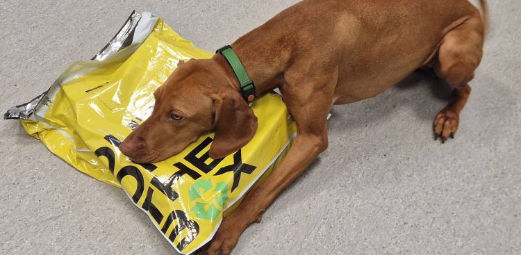 Pies Flara zaprowadził celników do paczki z narkotykami (fot. Izba Administracji Skarbowej w Gdańsku)