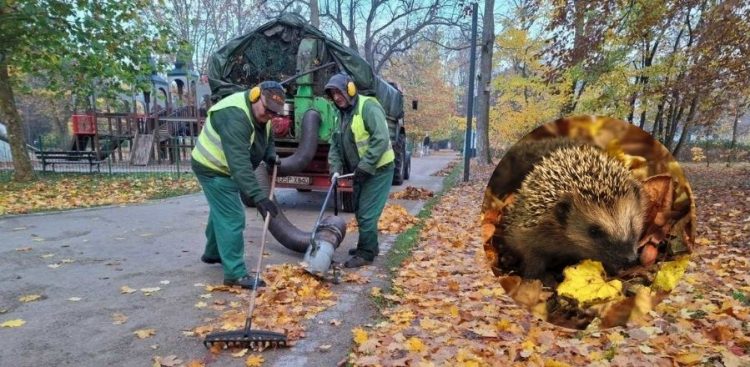 Grabienie liści w Sopocie (fot. ZDiZ/pixabay.com)