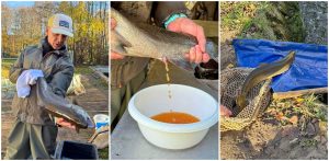 Sztuczne tarło troci i łososi przeprowadzane przez wędkarzy i naukowców przy rzece Słupi, 07.11.2025 r. (fot. Radio Gdańsk/Łukasz Kosik)