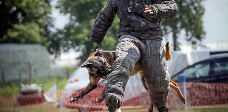 (Fot. Facebook/Mariusz Lis K9 Academy)