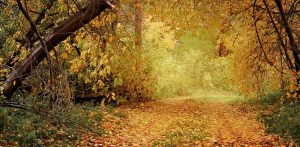 (fot. Public Domain)