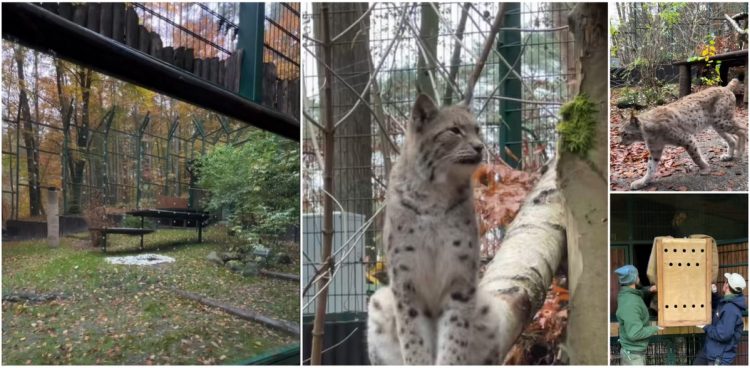 Przeprowadzka rysi do nowego miejsca (fot. Gdański Ogród Zoologiczny)