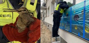 (fot. Facebook/Straż Miejska w Sopocie)