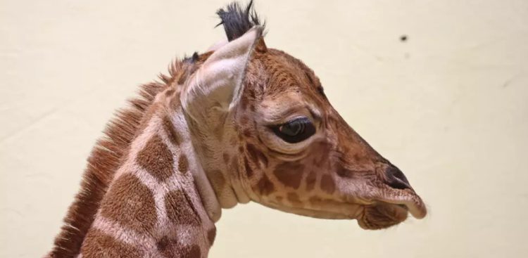 Żyrafa, która przyszła na świat w Gdańskim Ogrodzie Zoologicznym (fot. GOZ/Paweł Ciesielski)