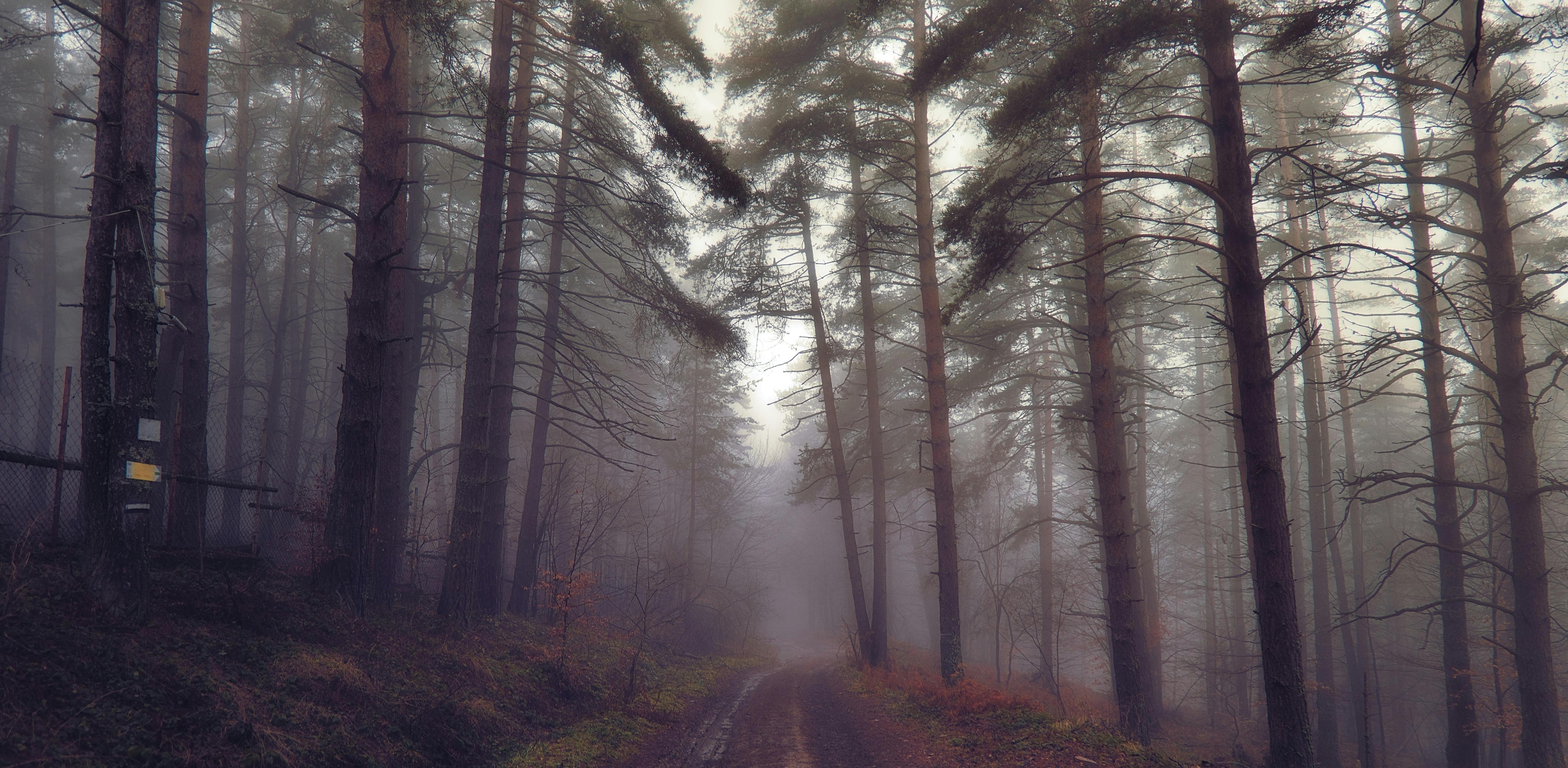 Las jesienny (fot. Pexeles/Anton Atanasov)