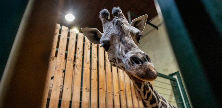 Żyrafa ugandyjska z gdańskie zoo (fot. KFP/Krzysztof Mystkowski)