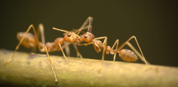 Mrówki tkaczki (Fot. Gdański Ogród Zoologiczny)