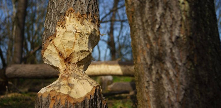 Drzewa podgryzione przez Bobry. Świbno, 2021 r. (fot. Anna Rezulak/KFP)