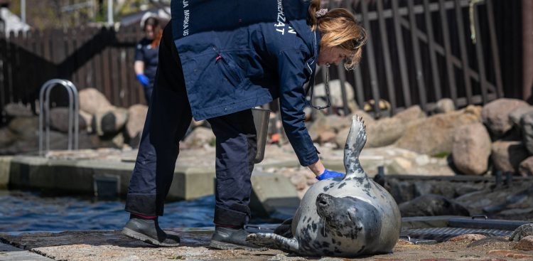 Fokarium. Hel, 06.05.2022 r. (fot. Krzysztof Mystkowski / KFP)