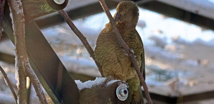 (Fot. Gdański Ogród Zoologiczny/Paweł Ciesielski)