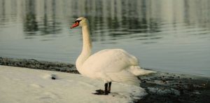 (fot. Drazen Nesic/pixnio.com)