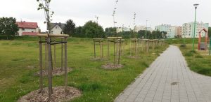 Nasadzenia drzew w Tczewie, zdjęcie archiwalne (fot. UM Tczew)