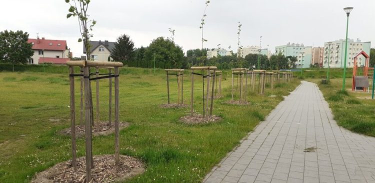 Nasadzenia drzew w Tczewie, zdjęcie archiwalne (fot. UM Tczew)