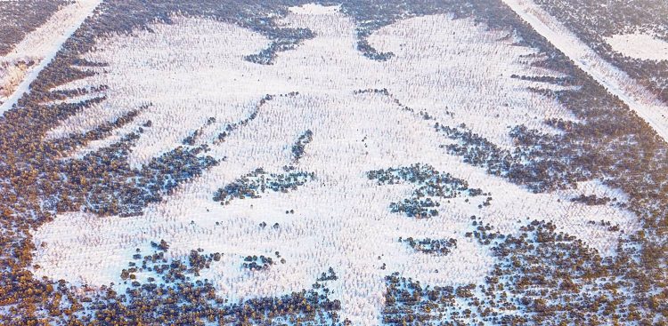 Śnieg pomalował dendroglif w Lipuszu (fot. Nadleśnictwo Lipusz)