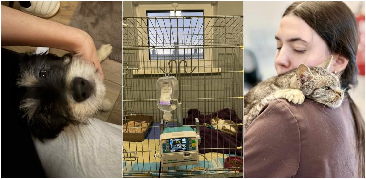 (fot. Słupskie schronisko dla zwierząt)