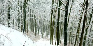 (fot. facebook.com/NadlesnictwoKartuzy)