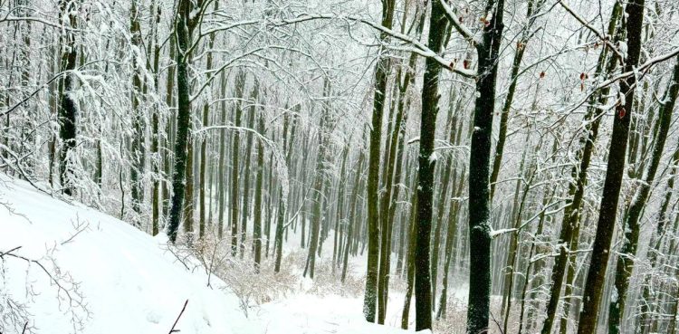 (fot. facebook.com/NadlesnictwoKartuzy)