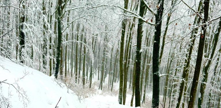 (fot. facebook.com/NadlesnictwoKartuzy)