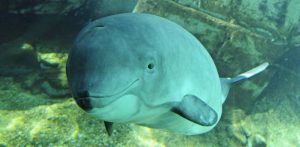 Morświn zwyczajny (fot. Marcus Wernicke / Wikimedia Commons)