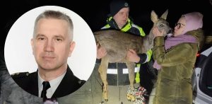 Zdjęcie w ramce: komendant Straży Miejskiej w Gdańsku Leszek Walczak. Zdjęcie w tle: wolontariusze ośrodka "Jelonki" z ranną sarną (fot. SM w Gdańsku / Ośrodek Okresowej Rehabilitacji Zwierząt "Jelonki)