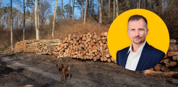 Trójmiejski Park Krajobrazowy. Lasy Oliwskie. Nz. Wycięte drzewa przy Drodze Węglowej. W ramce wiceminister Mikołaj Dorożała (fot. Anna Rezulak / KFP / Ministerstwo Klimatu i Środowiska)