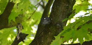 Na drzewach w Gdańsku pojawiły się arbotagi (fot. Gdański Zarząd Zieleni)