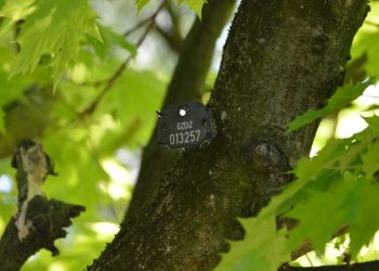 Na drzewach w Gdańsku pojawiły się arbotagi (fot. Gdański Zarząd Zieleni)