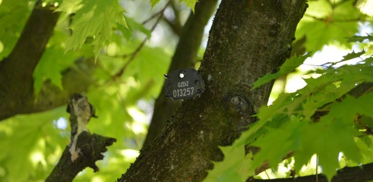 Na drzewach w Gdańsku pojawiły się arbotagi (fot. Gdański Zarząd Zieleni)