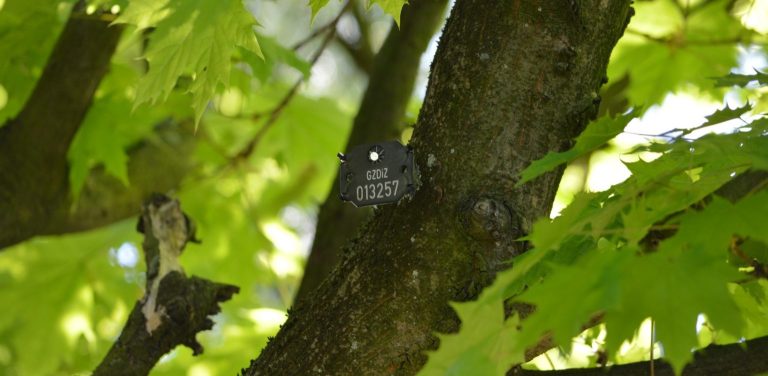 Na drzewach w Gdańsku pojawiły się arbotagi (fot. Gdański Zarząd Zieleni)