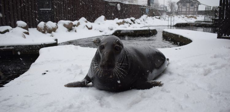 (fot. Facebook/fokarium)