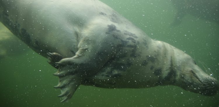 (fot. Facebook/fokarium)