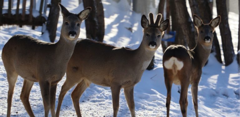 (Fot. Ośrodek Okresowej Rehabilitacji Zwierząt Jelonki)