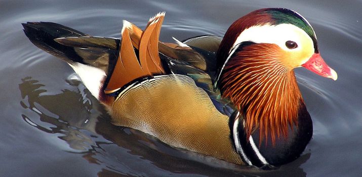 (fot. Wikimedia Commons)