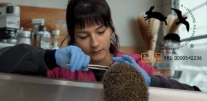 (fot. Pomorski Ośrodek Rehabilitacji Dzikich Zwierząt Ostoja)