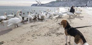 Zdjęcie archiwalne. Plaża w Gdyni (fot. Anna Bobrowska / KFP)