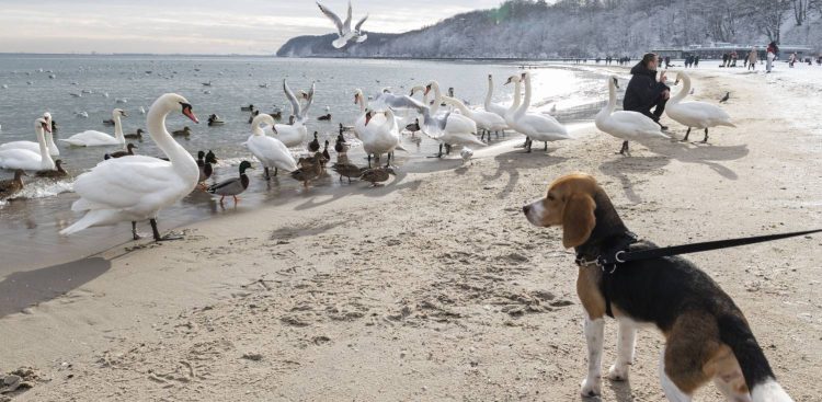 Zdjęcie archiwalne. Plaża w Gdyni (fot. Anna Bobrowska / KFP)