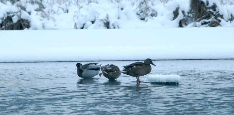 Zdjęcie ilustracyjne (Fot. Freepik)