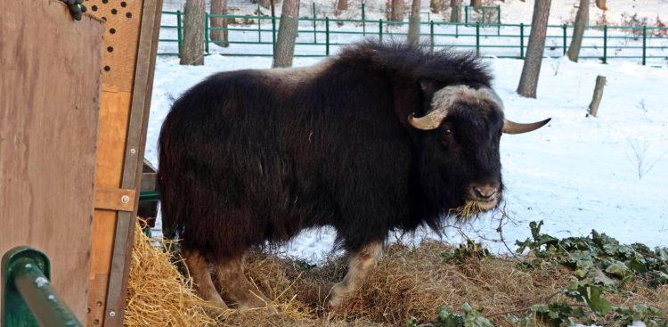 Rozładunek piżmowoła w gdańskim zoo (fot. Paweł Ciesielski)