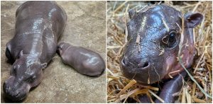 (fot. Facebook/Miasto Gdańsk)