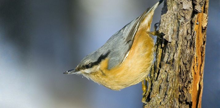 Kowalik (fot. Wikimedia Commons)