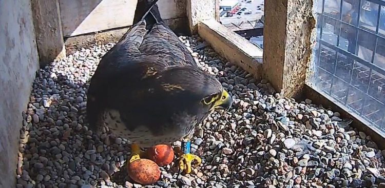 Nowa para gdyńskich sokołów ma pierwsze w sezonie jaja (fot. zrzut ekranu WebCam - Gdynia PGE EC)