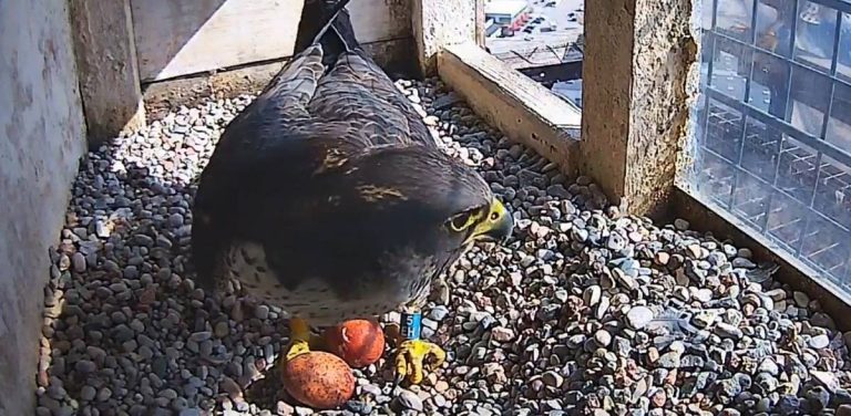 Nowa para gdyńskich sokołów ma pierwsze w sezonie jaja (fot. zrzut ekranu WebCam - Gdynia PGE EC)